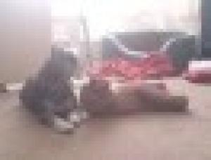 Scotland's Canine First Aider