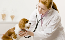 Full Time Level 3 BTEC Extended Diploma Animal Management