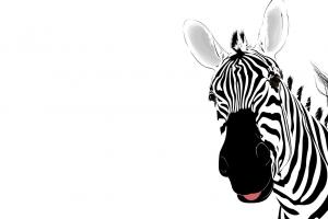 The Silver Zebra Studio